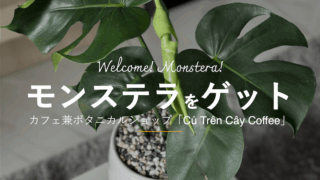 カフェ兼ボタニカルショップ「Cú Trên Cây Coffee」でモンステラをゲットしました。