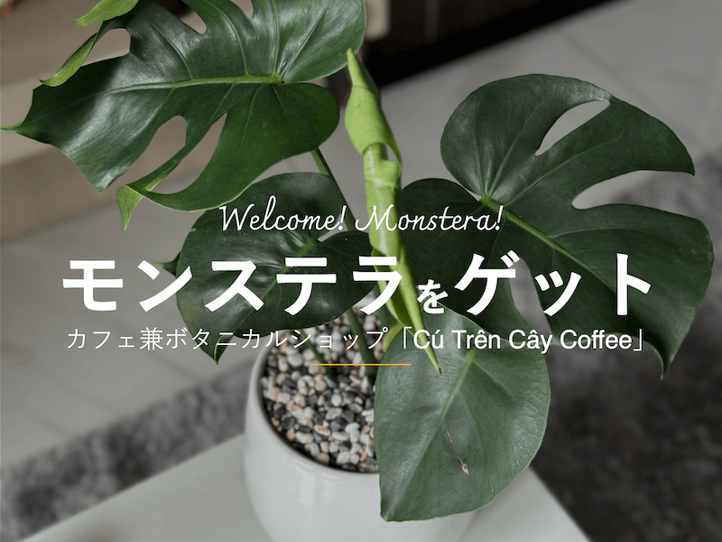 カフェ兼ボタニカルショップ「Cú Trên Cây Coffee」でモンステラをゲットしました。