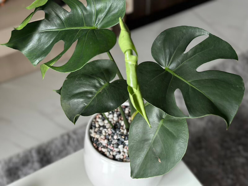 鉢植えモンステラ