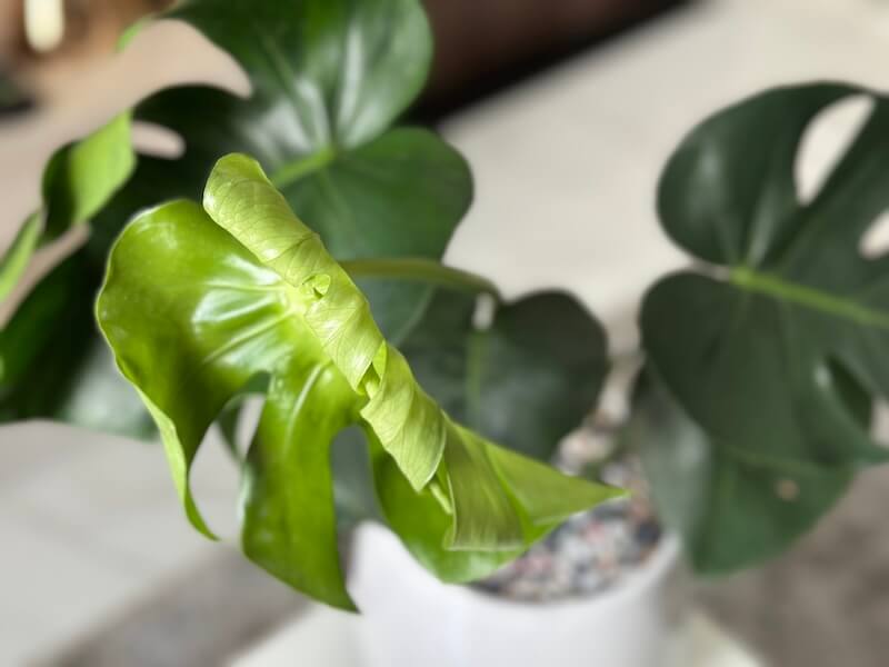 カフェ兼ボタニカルショップ「Cú Trên Cây Coffee」でモンステラを購入