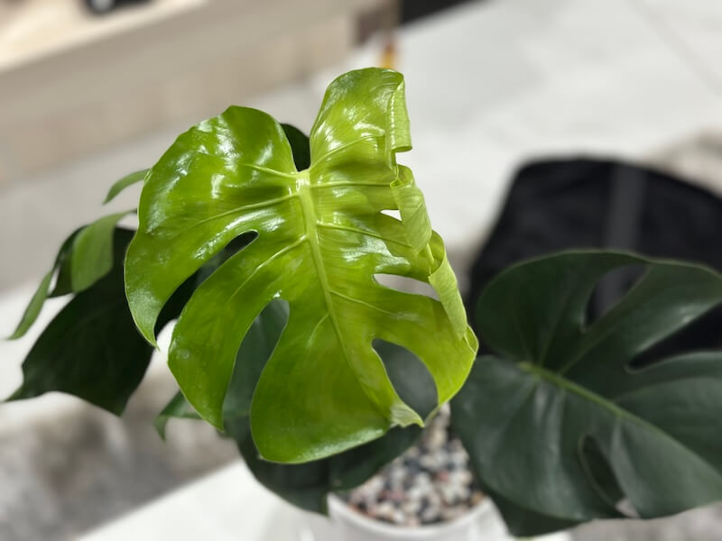 カフェ兼ボタニカルショップ「Cú Trên Cây Coffee」でモンステラを購入