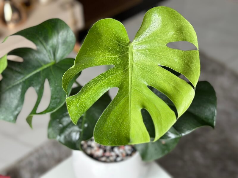 カフェ兼ボタニカルショップ「Cú Trên Cây Coffee」でモンステラを購入