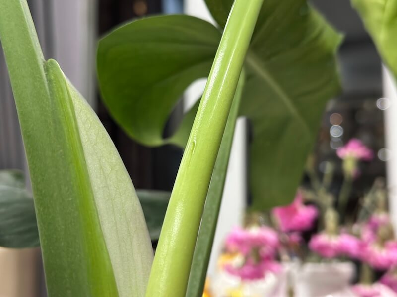 カフェ兼ボタニカルショップ「Cú Trên Cây Coffee」でモンステラを購入