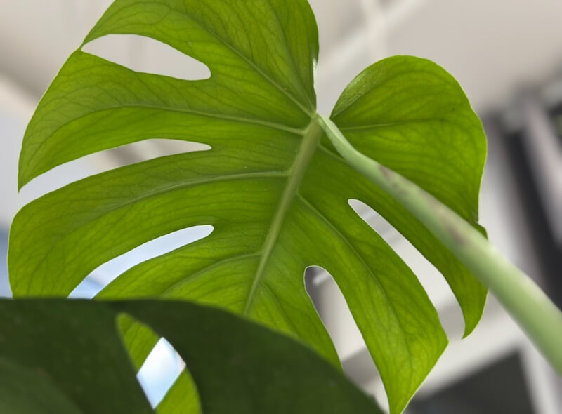 カフェ兼ボタニカルショップ「Cú Trên Cây Coffee」でモンステラを購入