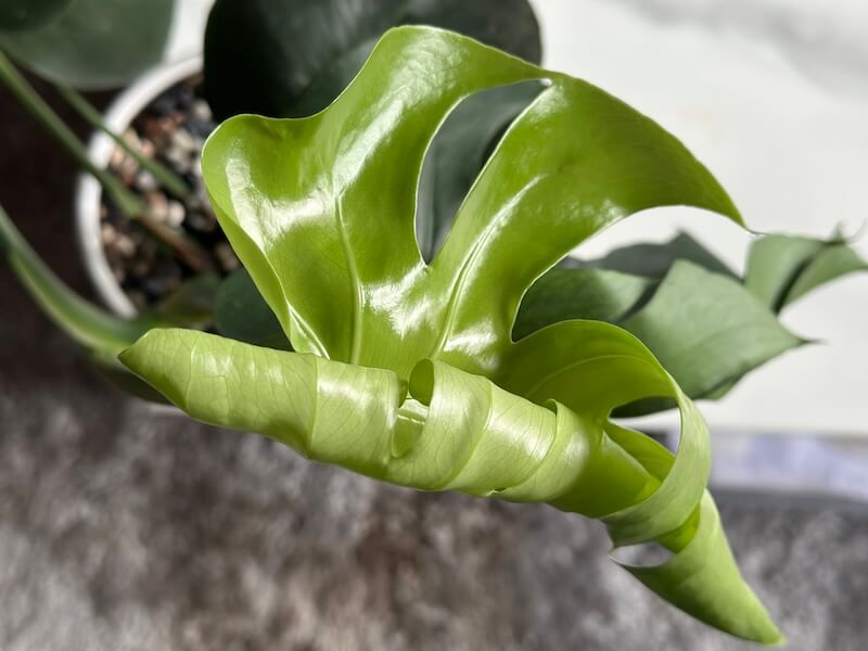 カフェ兼ボタニカルショップ「Cú Trên Cây Coffee」でモンステラを購入