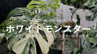 ブンタオにあるアイスクリーム店で、思いがけずホワイトモンスター(斑入りモンステラ)に遭遇した。