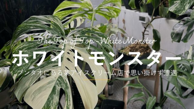 ブンタオにあるアイスクリーム店で、思いがけずホワイトモンスター(斑入りモンステラ)に遭遇した。
